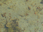 FZ005206 Tadpole in pool in Dyffryn Gardens.jpg